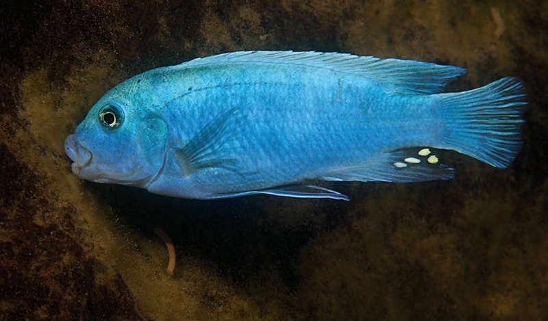 Maylandia callainos 'Maleri Island'